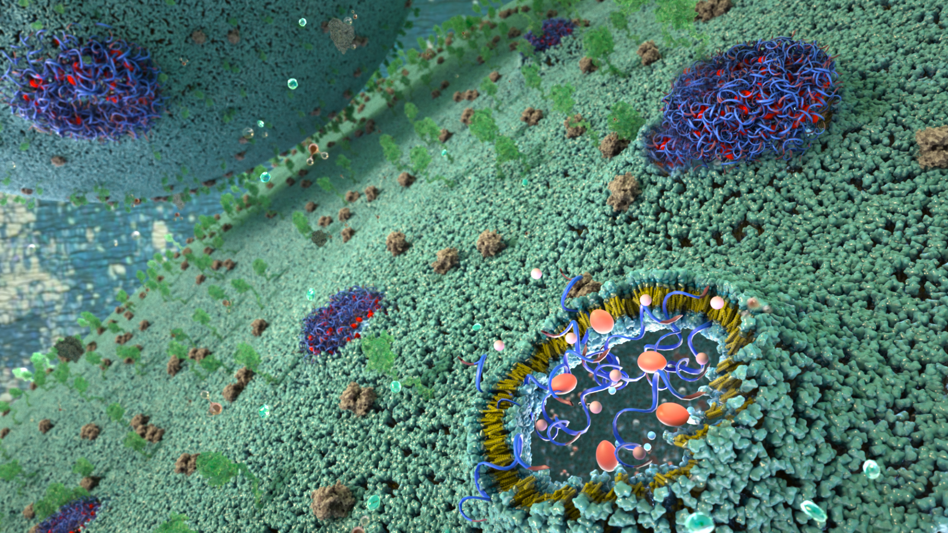 Stress Granules: The Unsung Heroes of Lysosome Membrane Repair